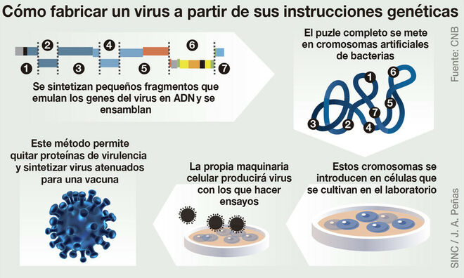 Cómo fabricar un virus a partir de sus instrucciones genéticas.