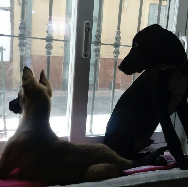 Los perros de Echenique en la ventana de la casa