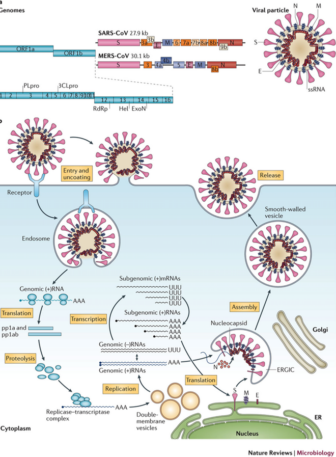 Figura 1. Genoma, estructura y replicación de los coronavirus SARS y MERS