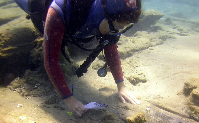 La investigadora Marta Domínguez Delmás examina los restos de madera del barco "Triunfante"