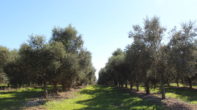 Detalle del olivar de Aubocasa en Manacor (Mallorca).