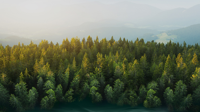 La firma reforestará el bosque con su iniciativa #BosqueSpringfield