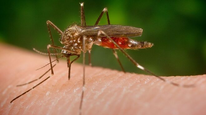 El mosquito 'aedes japonicus', principal transmisor del virus del Nilo.
