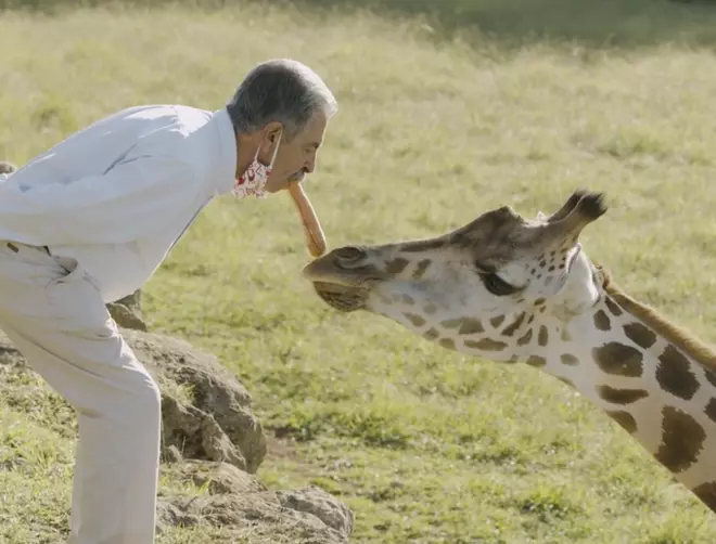 Miguel Ángel Revilla dando de comer a una jirafa