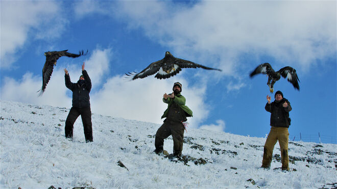 Biólogos sueltan tres águilas que han sido marcadas con GPS