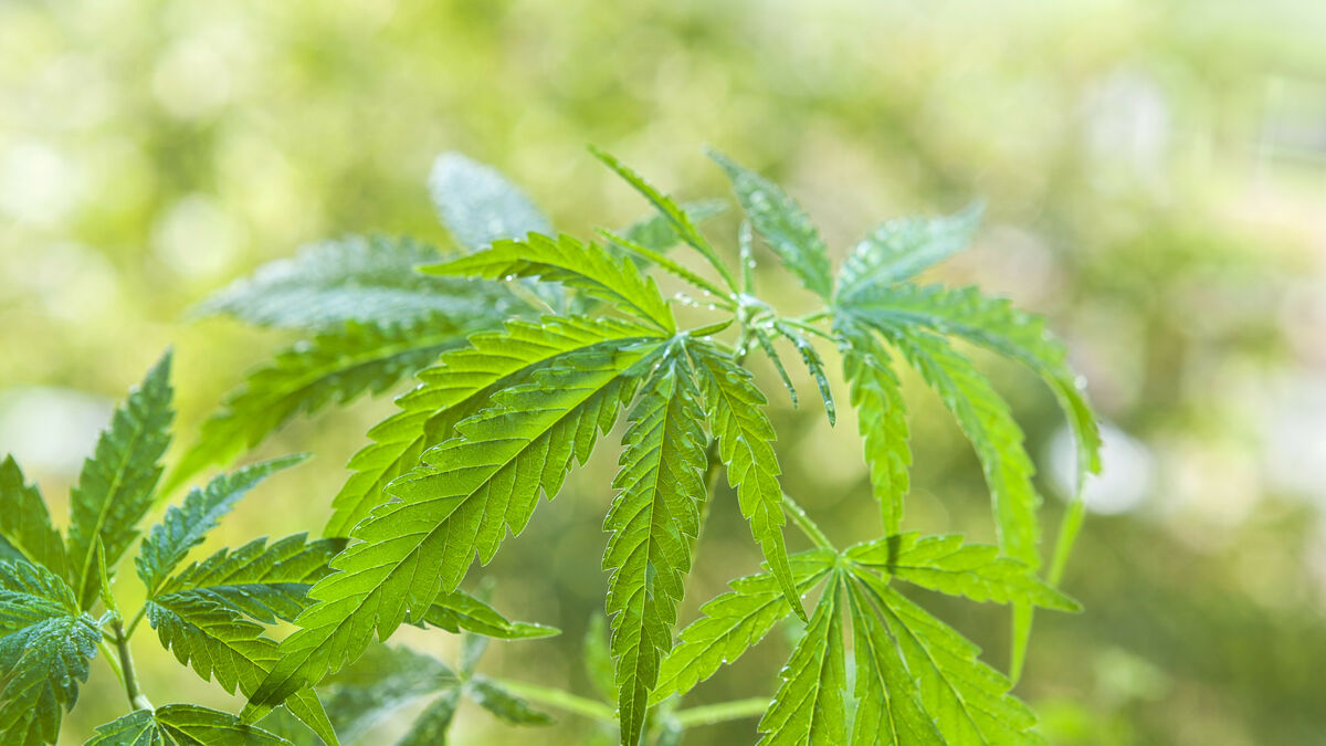 Cannabis medicinal, el negocio del 'oro verde'