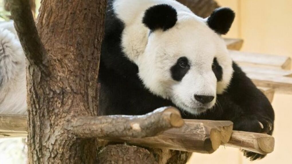 El último oso panda de Europa vivió en la península ibérica