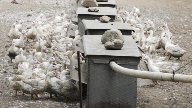 Japón Sacrifica A 7000 Aves De Corral Tras Detectar Un Brote De Gripe Aviar 0660