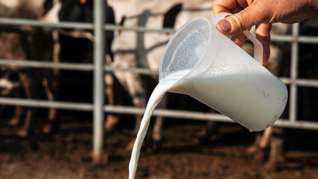 La leche de camella es mejor que la de vaca por tener más vitaminas, ácidos  grasos y probióticos