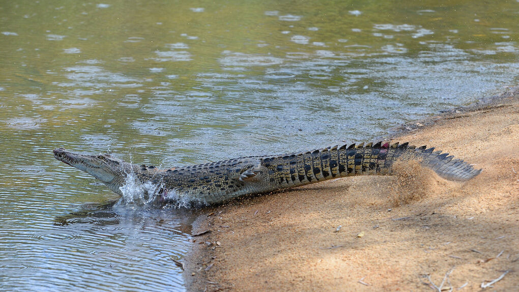 Los cocodrilos huyen del agua caliente