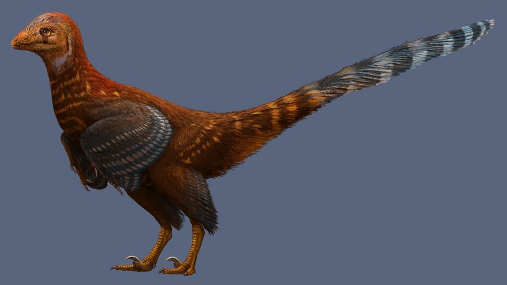 Las primeras plumas de los dinosaurios fueron asimétricas