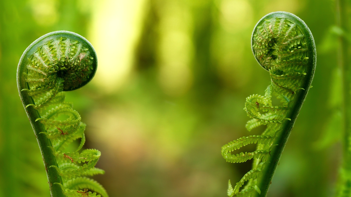 Es verdad que las plantas “ven” y “hablan” entre ellas?