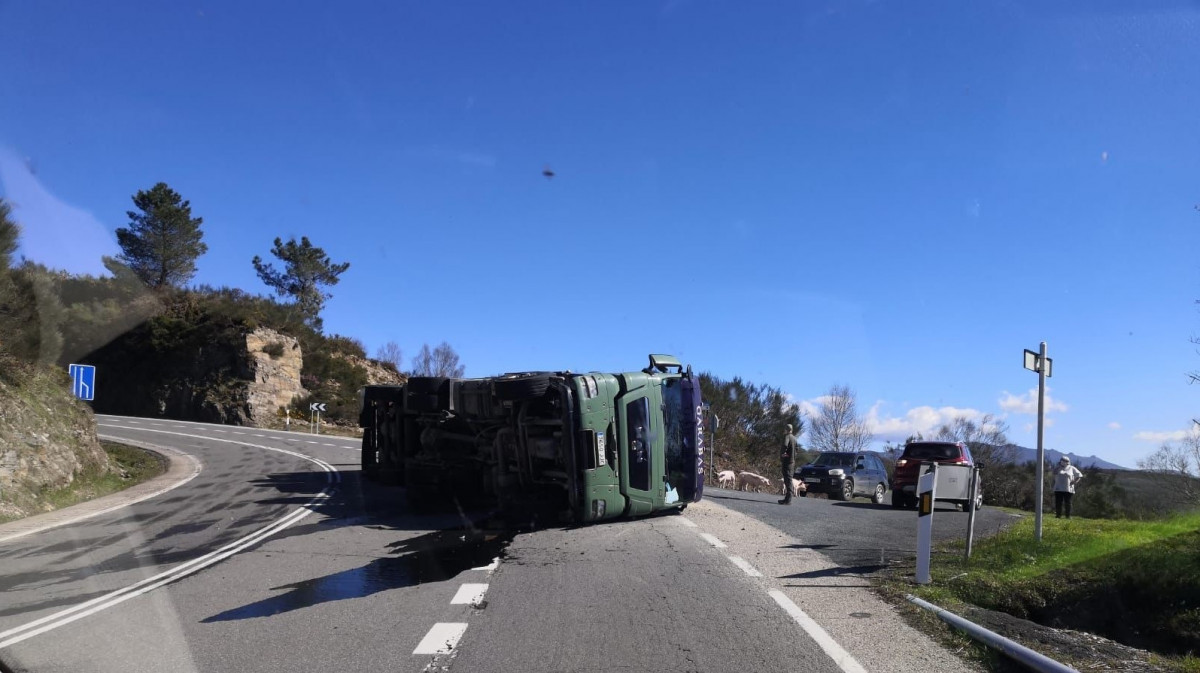 Cerca de 500 cerdos mueren al volcar un camión en Maceda (Ourense)