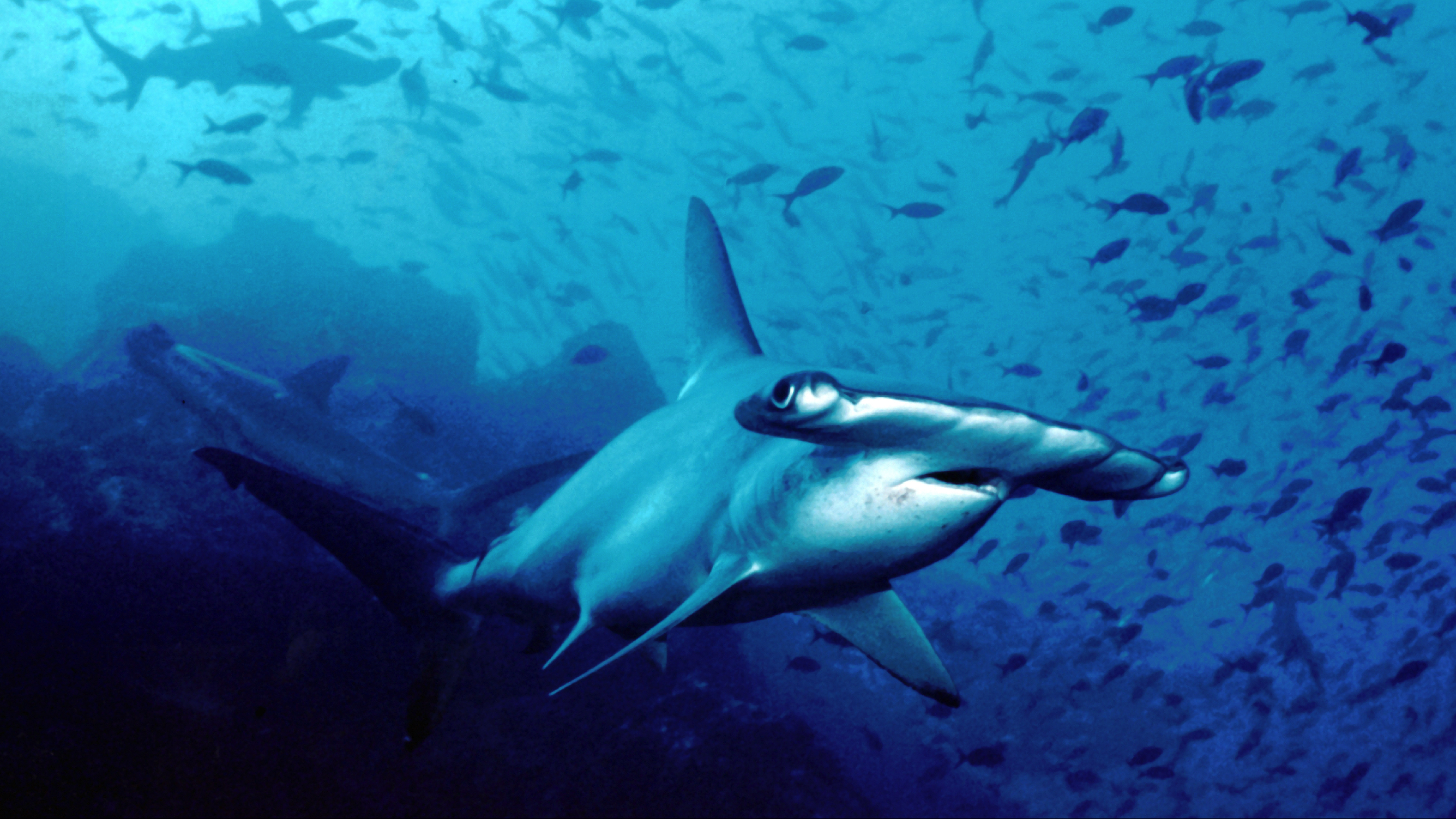 Un tiburón martillo da vueltas bajo el océano