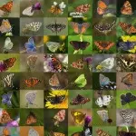librería genética de mariposas