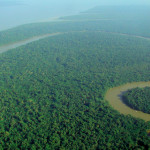 Bosque del Amazonas