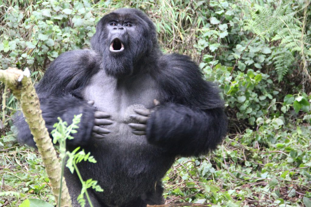 Un gorila de espalda plateada se golpea el pecho