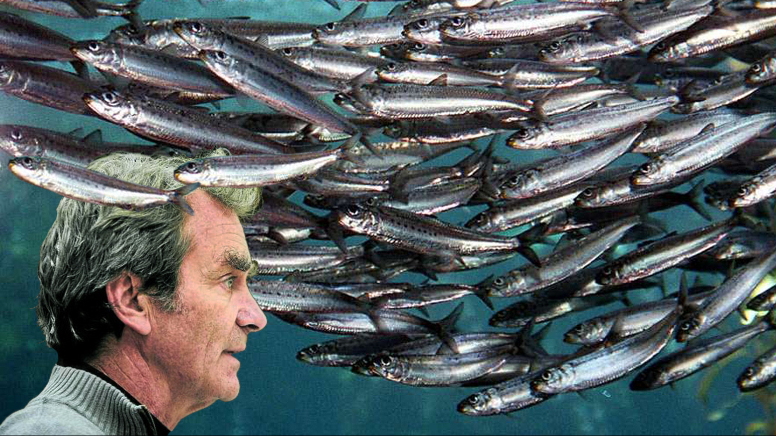 Fernando Simón y la conducta de las sardinas