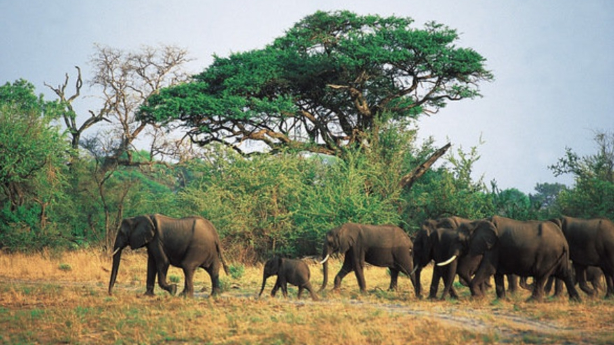 Un cazador ilegal muere aplastado por una estampida de elefantes en Sudáfrica