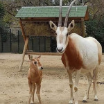 Nace en el Zoo de Barcelona una especie extinguida en la naturaleza
