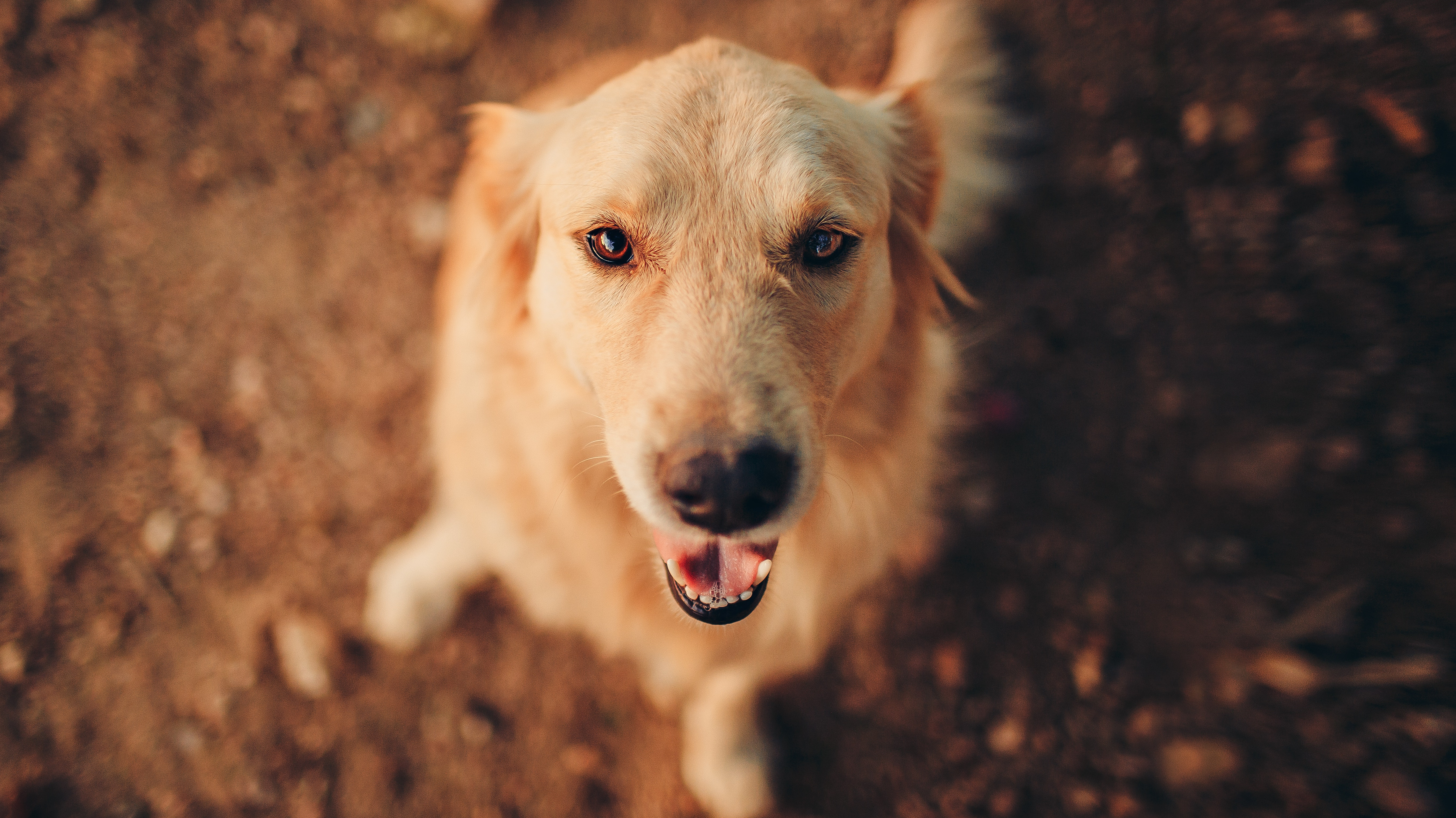 Los perros pueden detectar la covid con una precisión de hasta el 94%