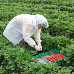 España busca mano de obra agrícola en Honduras ante la escalada de tensión con Marruecos