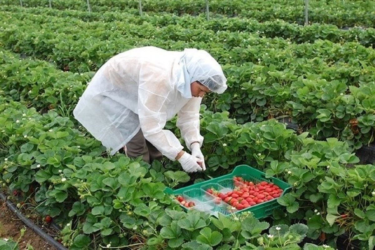 España busca mano de obra agrícola en Honduras ante la escalada de tensión con Marruecos