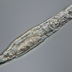 Un animal microscópico sobrevive tras 24.000 años en estado congelado