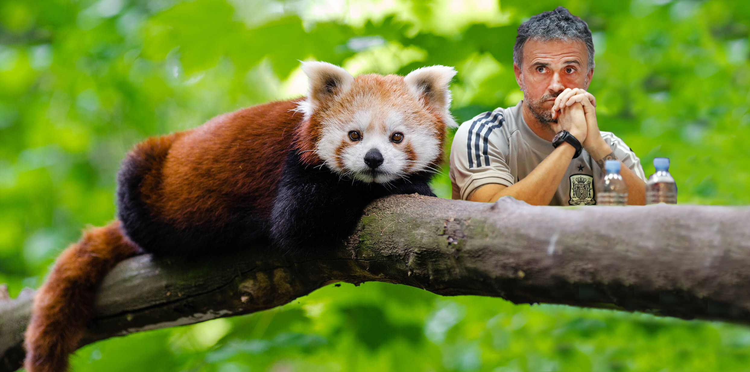 Luis Enrique y el salero del panda rojo