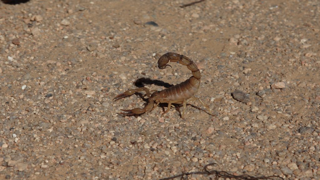 picadura insecto alacran escorpion