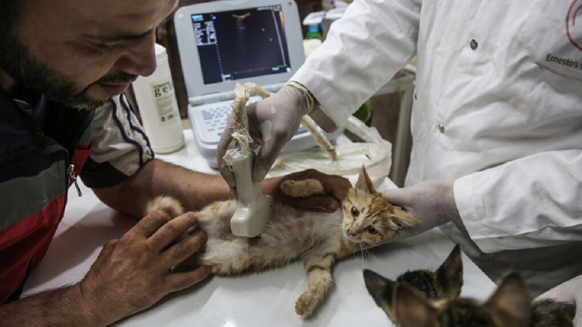 Un gato es tratado en una clínica veterinaria