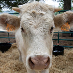 Chollo en el 'súper', ruina para el ganadero: vuelve la guerra de la leche