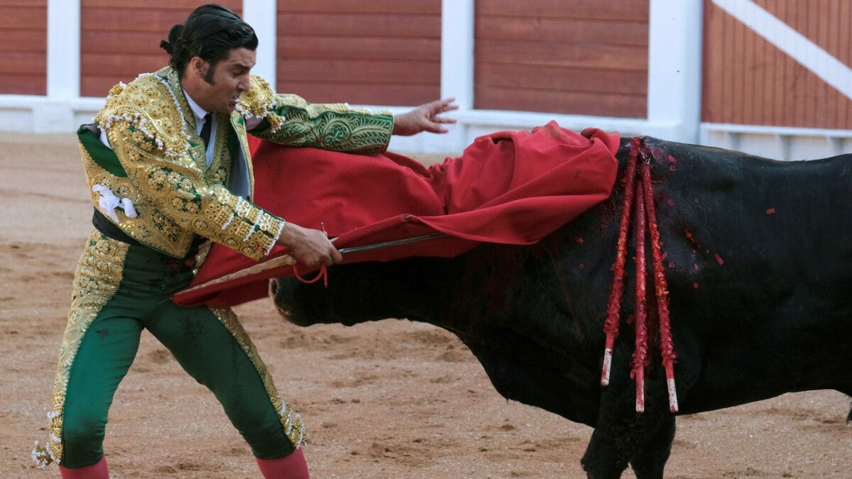 Un adiós polémico: Gijón cancela los toros por el nombre de los reses
