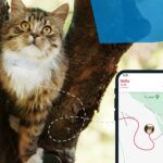 Collar GPS para gatos