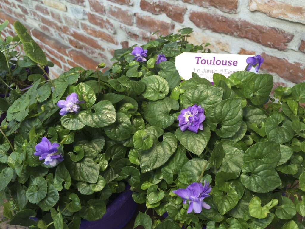 El homenaje de Toulouse a la flor de la violeta