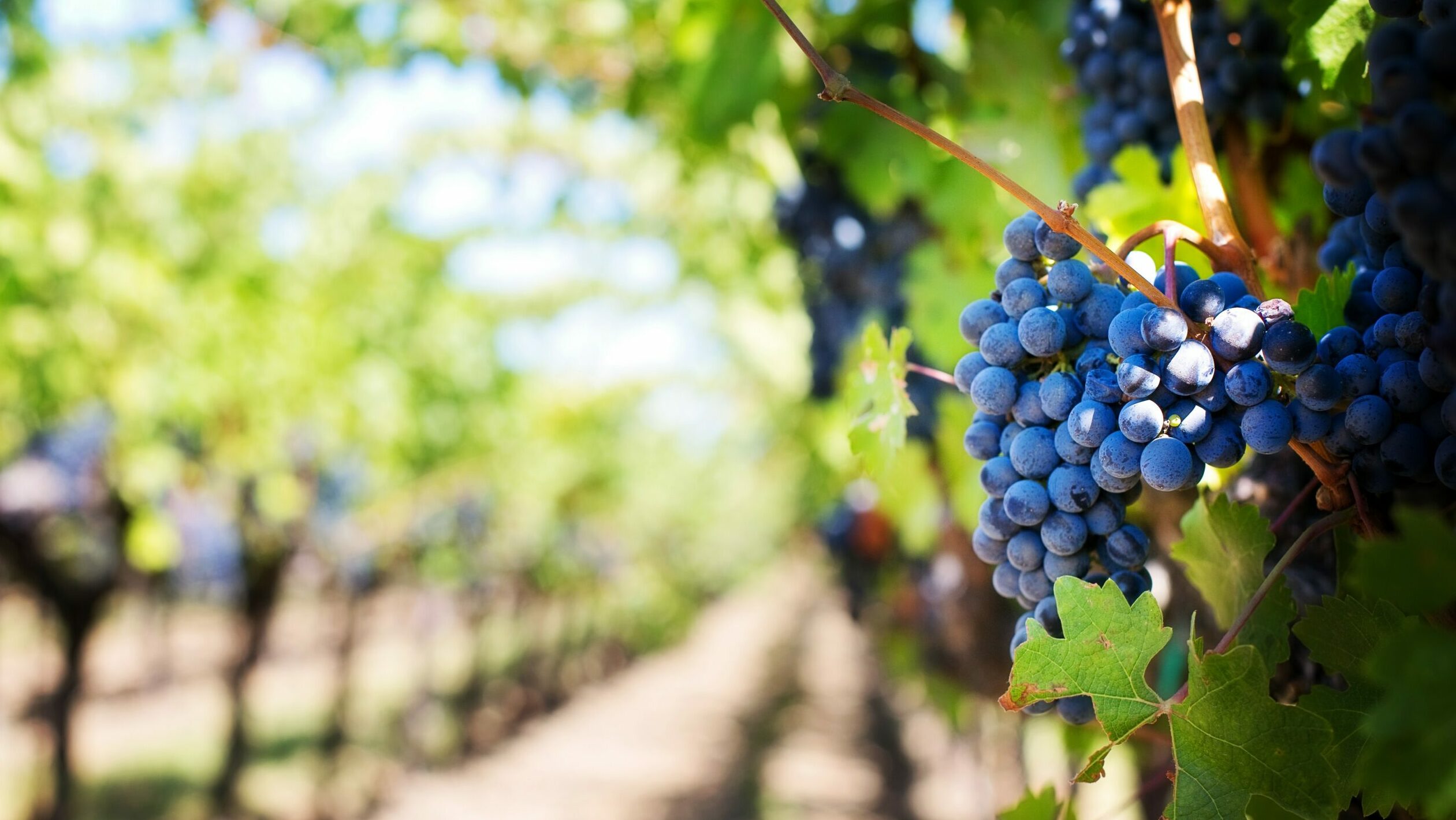 El PNV busca la 'autodeterminación' del vino vasco dentro de la denominación Rioja
