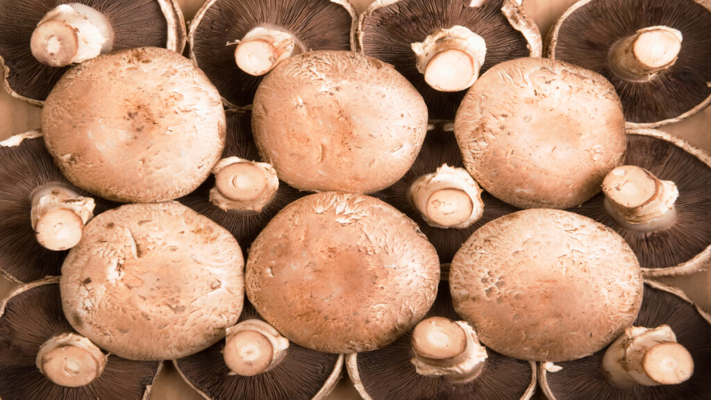 setas hongos alimentos salud beneficios saludables