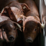 Más allá de Garzón: el 'pinchazo' de la burbuja china del cerdo inquieta a las granjas españolas