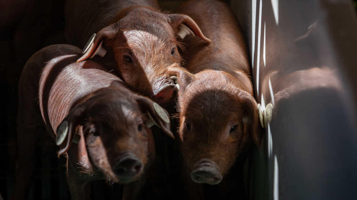 Más allá de Garzón: el 'pinchazo' de la burbuja china del cerdo inquieta a las granjas españolas