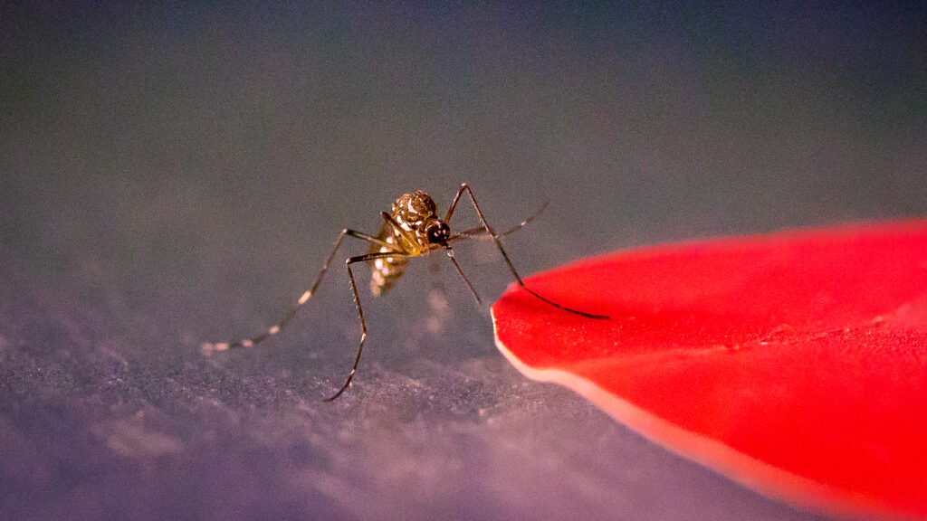 Son Los Mosquitos Atraídos Por La Luz?