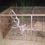 Ecologistas y cazadores, a la gresca por las jaulas 'trampa' para ciervos en Monfragüe