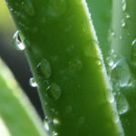 Aloe vera, usos y propiedades de esta planta que rejuvenece la piel y depura el organismo