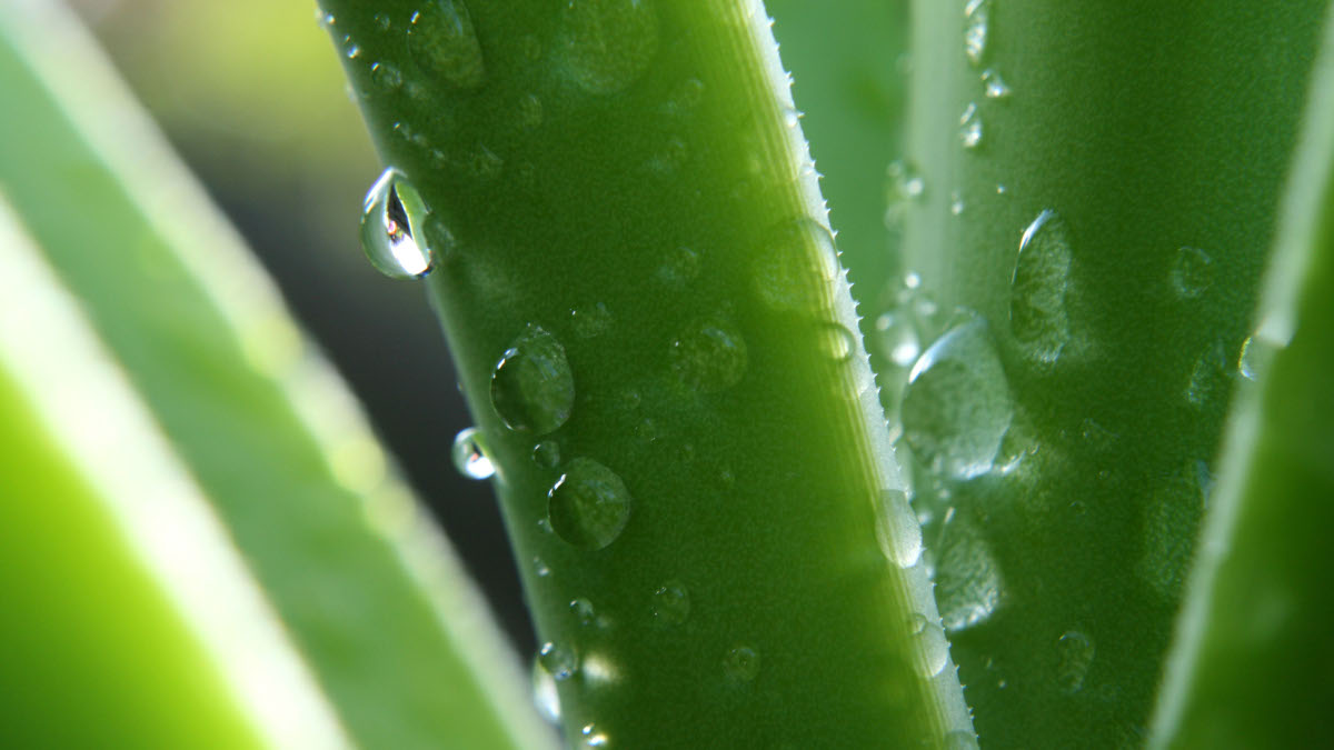 Aloe vera, usos y de que rejuvenece la piel y depura el organismo
