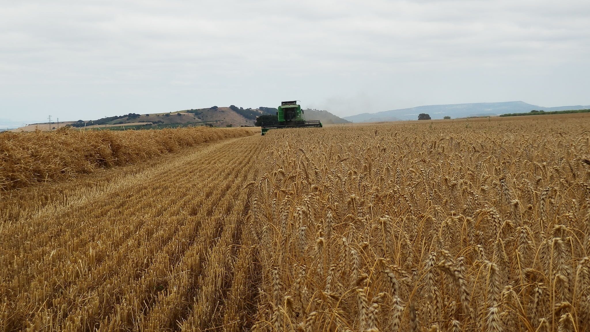 La OCDE señala a España como el país de la UE más dependiente del trigo de Ucrania