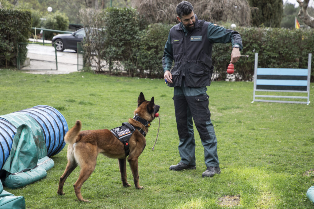Escuela de perros policía: así se construyen los héroes de cuatro patas