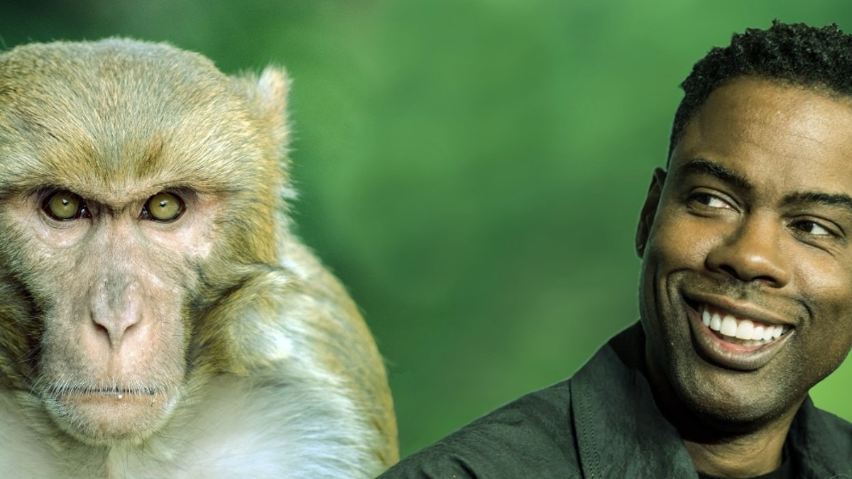 Chris Rock y la cara oculta del macaco Rhesus