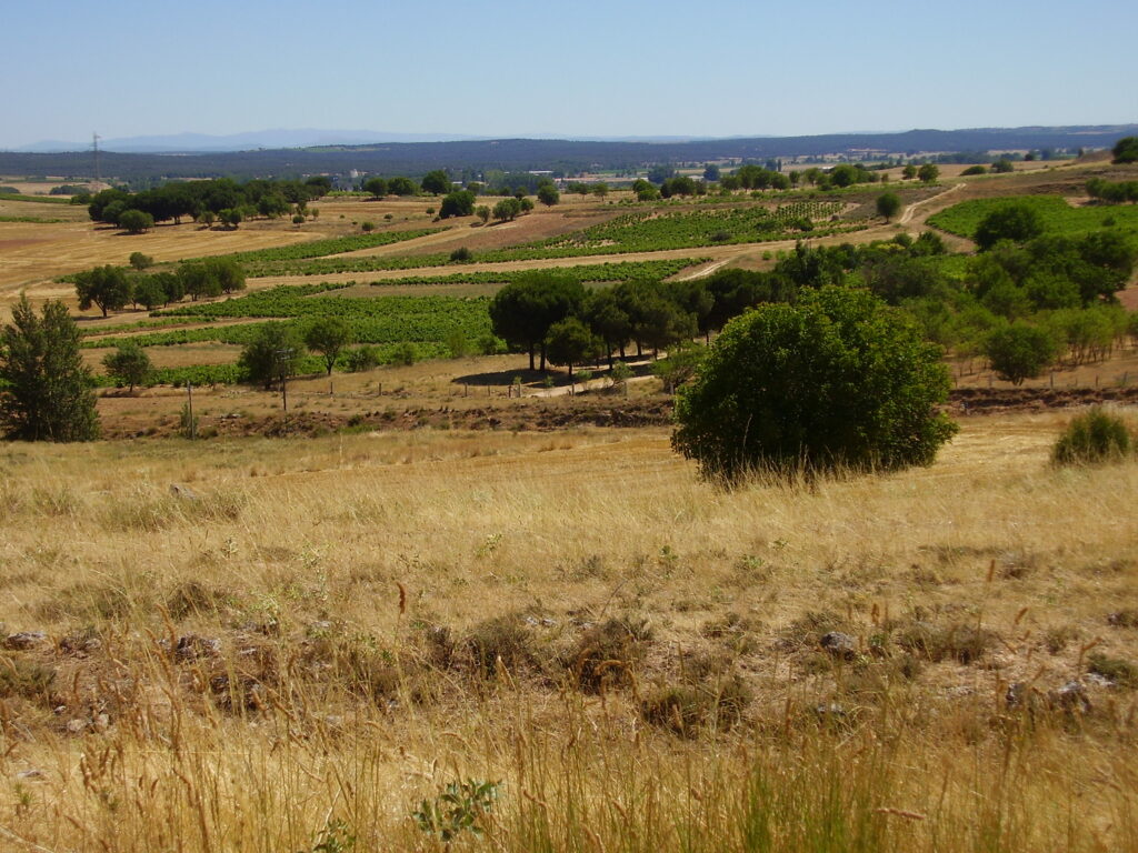 Ribera del Duero Burgalesa