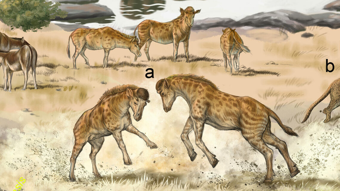 El cuello de las jirafas no evolucionó por el alimento, sino por el sexo
