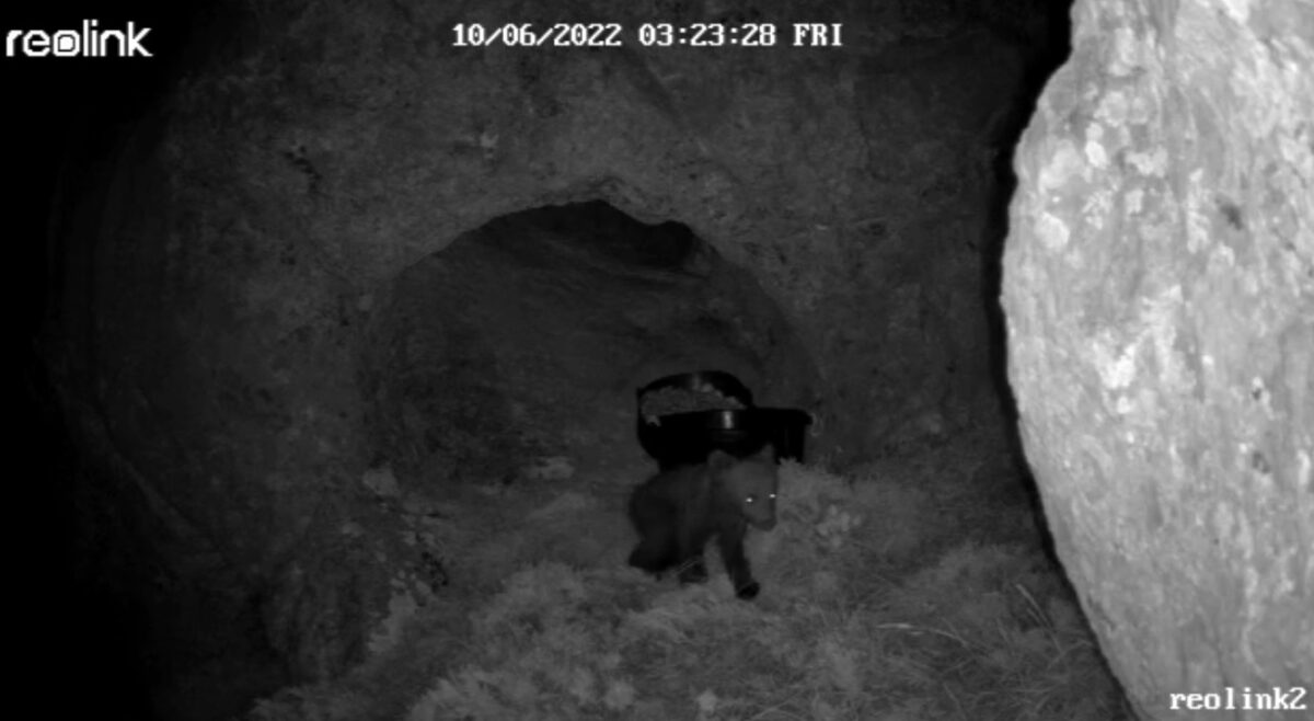 Las cámaras colocadas a la entrada de la cueva en la que se refugió una osa, previsiblemente con su cría, que se despeñó en la Montaña Palentina. / JUNTA CASTILLA Y LEÓN