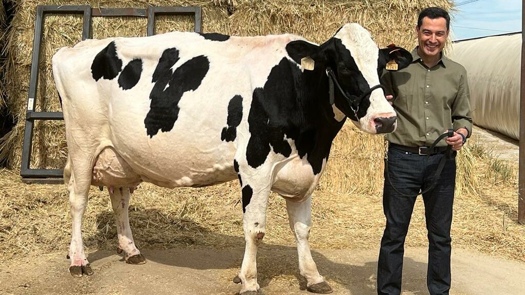 Juanma Moreno posa con una vaca en la campaña andaluza este miércoles en la provincia de Córdoba. Foto/ Cabanillas